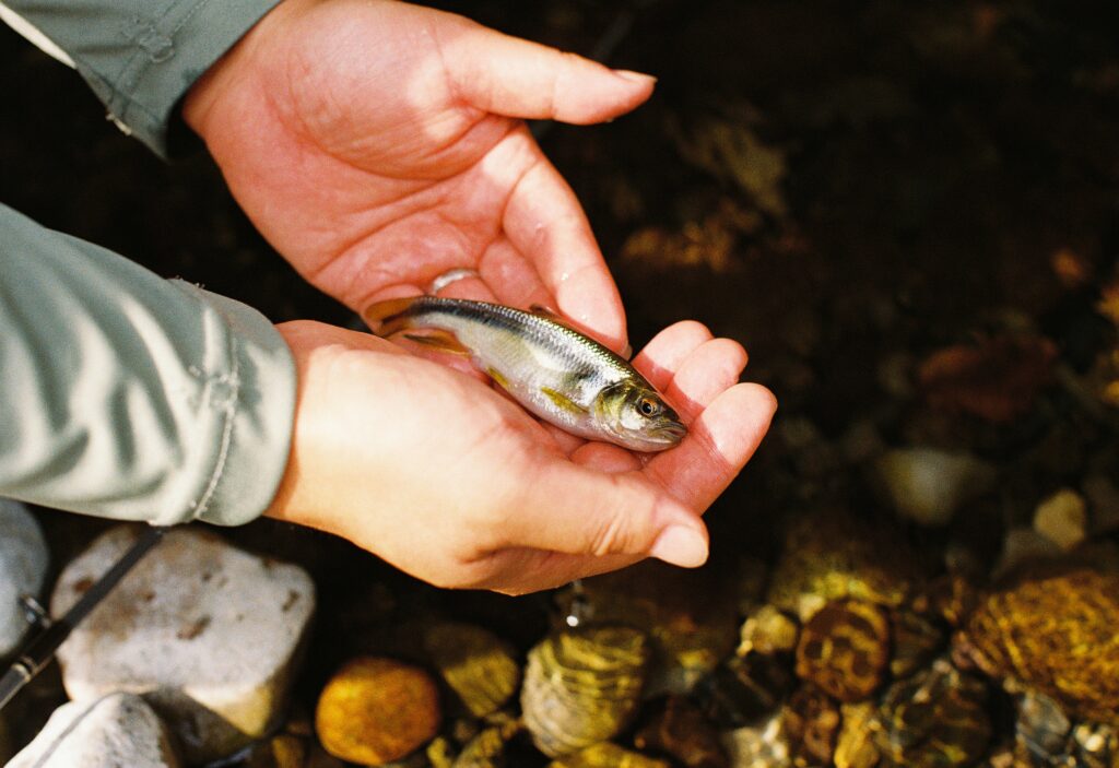 両手にのせた小さな魚